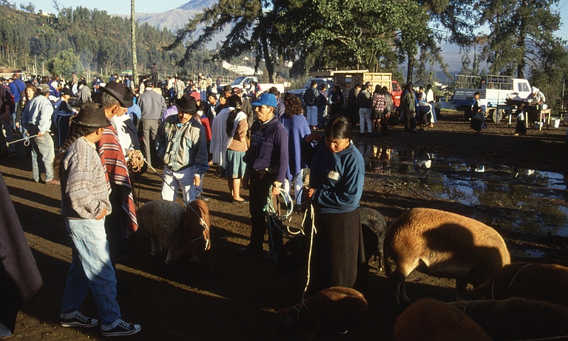 569_De dierenmarkt van Otavalo, 6 uur.jpg